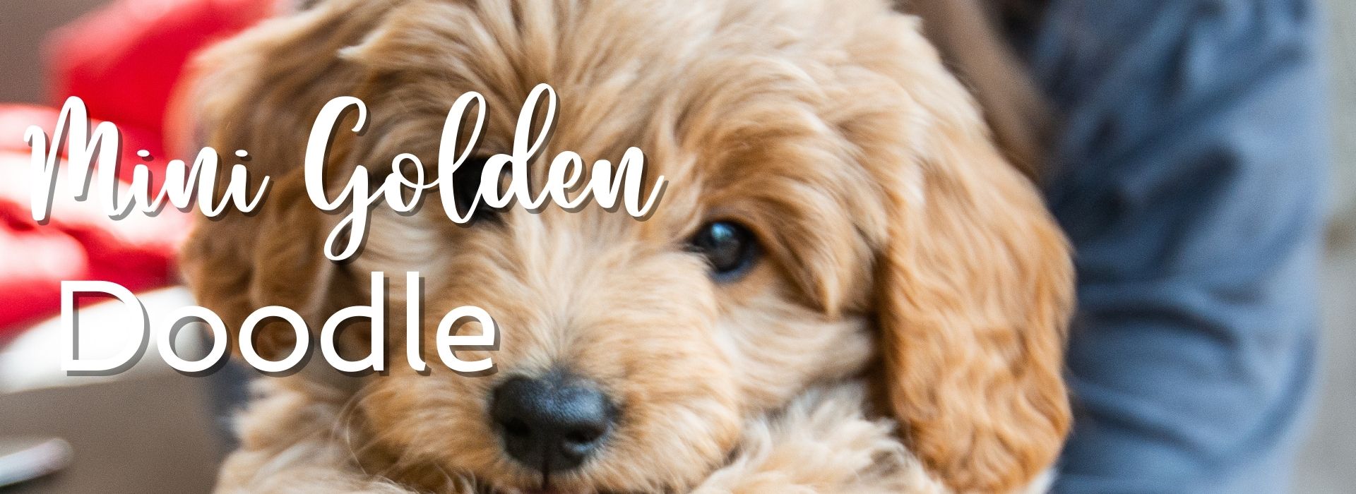 Best Goldendoodle Puppy Supplies & Accessories (2023) - Happy-Go-Doodle®