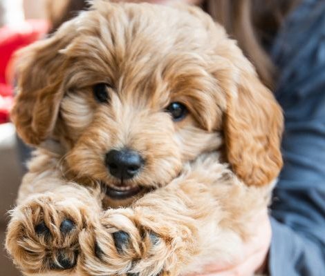 mini-golden-doodle-puppies-design-Content3-1