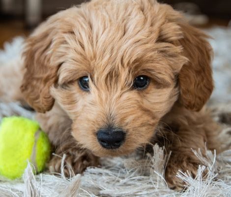 mini-golden-doodle-puppies-design-Content3-2