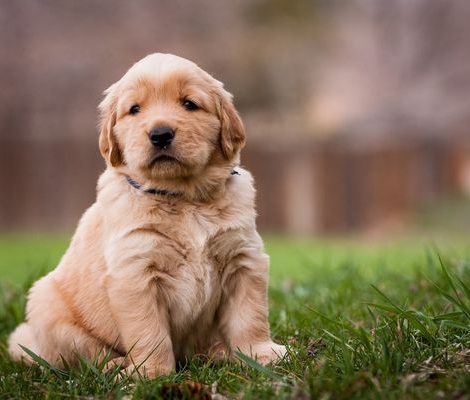 mini-golden-doodle-puppies-design-Content3-3